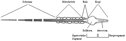 Morphologie des Spermatozoons